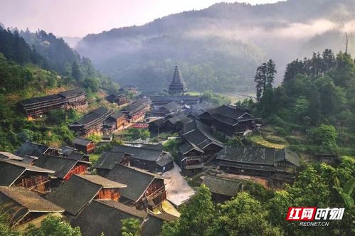 迎旅发 游怀化丨一树红叶一树冬,去看水杉染透了靖州