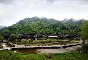 一起去乡村 十药九苓,靖州茯苓欢迎您