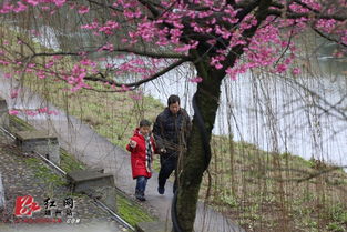 靖州 渠江春来早 樱花俏枝头