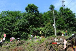 2013靖州杨梅节开幕 嘉宾上山体验采摘新鲜杨梅
