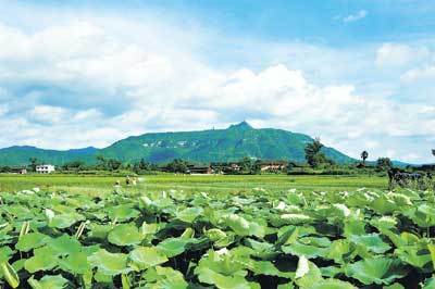 打造杨梅之乡 建设和谐靖州_新闻中心_新浪网