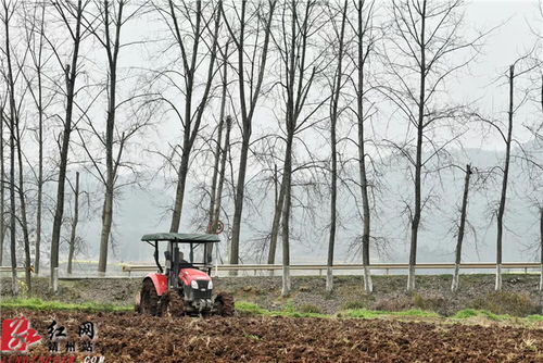 靖州 留住外出务工人员 抢抓烟叶生产