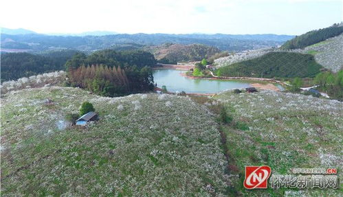 图说怀化 怀化靖州 飞雪流香 万亩梨花开