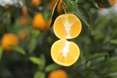 怀化靖州杨梅 夏日里的一抹“小确幸”